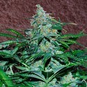 Amnesia Ryder Autoflower (World Of Seeds) Feminisoidut