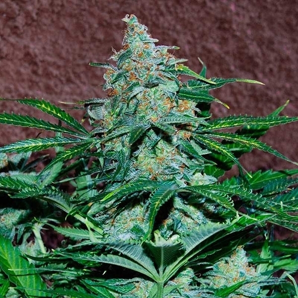 Amnesia Ryder Autoflower (World Of Seeds) Feminisoidut