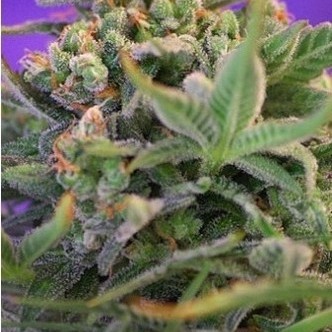 Sweet Cheese (Sweet Seeds) feminisoidut