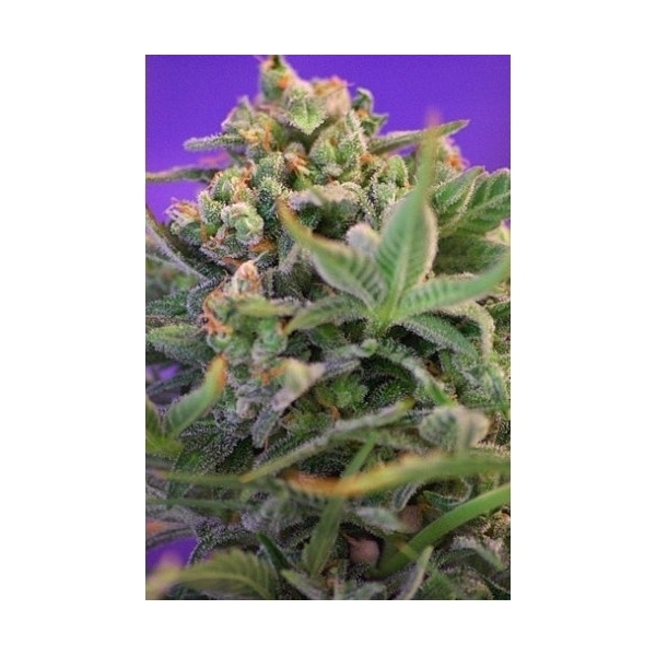 Sweet Cheese (Sweet Seeds) Feminisoidut