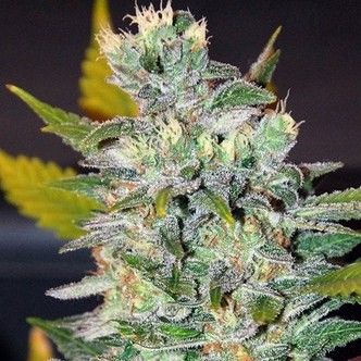 Space (World Of Seeds) feminisoidut