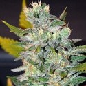 Space (World Of Seeds) – Feminisoidut