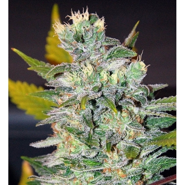 Space (World Of Seeds) – Feminisoidut