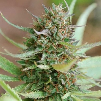 Strawberry Blue (World of Seeds) feminisoidut kannabiksen siemenet
