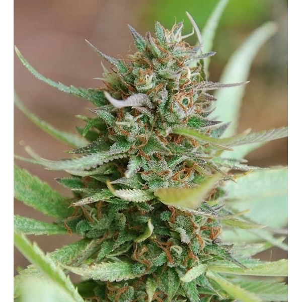 Strawberry Blue (World of Seeds) Feminisoidut