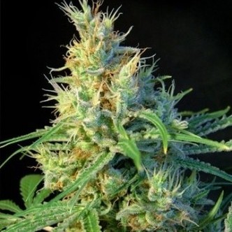 Psicodelicia (Sweet Seeds) feminisoidut