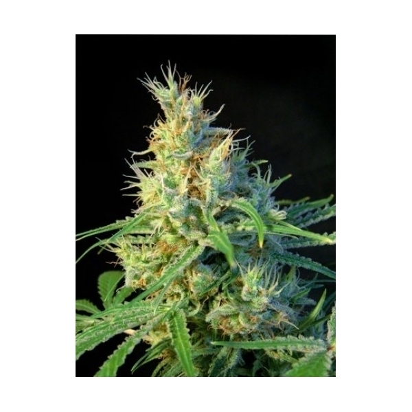 Psicodelicia (Sweet Seeds) Feminisoidut