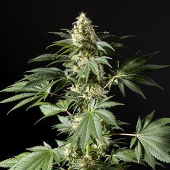Black Bomb (Philosopher Seeds) feminisoidut