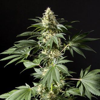Black Bomb (Philosopher Seeds) Feminisoidut