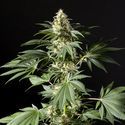 Black Bomb (Philosopher Seeds) Feminisoidut