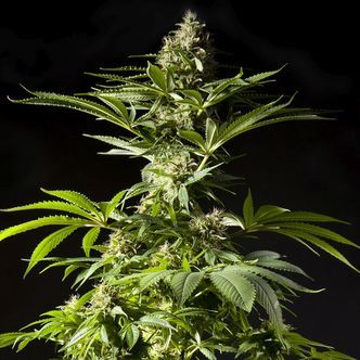 Tropimango (Philosopher Seeds) feminisoidut kannabiksen siemenet