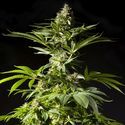 Tropimango (Philosopher Seeds) Feminisoidut