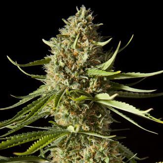 Amnesika 2.0 (Philosopher Seeds) Feminisoidut