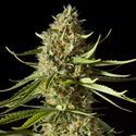 Amnesika 2.0 (Philosopher Seeds) Feminisoidut