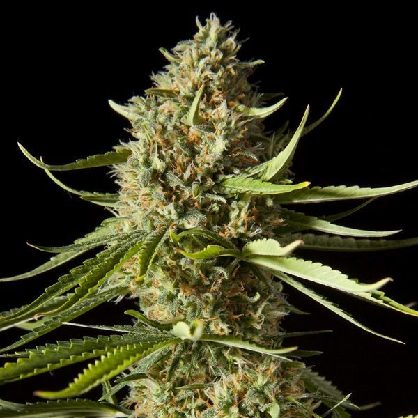 Amnesika 2.0 (Philosopher Seeds) Feminisoidut