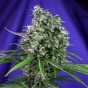 Sweet Trainwreck Auto (Sweet Seeds) Feminisoidut