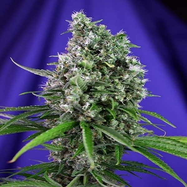 Sweet Trainwreck Auto (Sweet Seeds) Feminisoidut