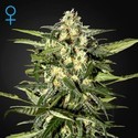 Jack Herer Auto (Greenhouse Seeds) Feminisoidut