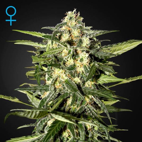 Jack Herer Auto (Greenhouse Seeds) Feminisoidut