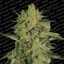 Nebula II CBD (Paradise Seeds) Feminisoidut