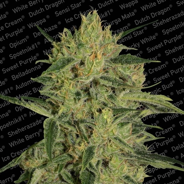 Nebula II CBD (Paradise Seeds) Feminisoidut