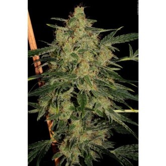 Nebula II CBD (Paradise Seeds) Feminisoidut