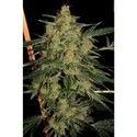 Nebula II CBD (Paradise Seeds) Feminisoidut
