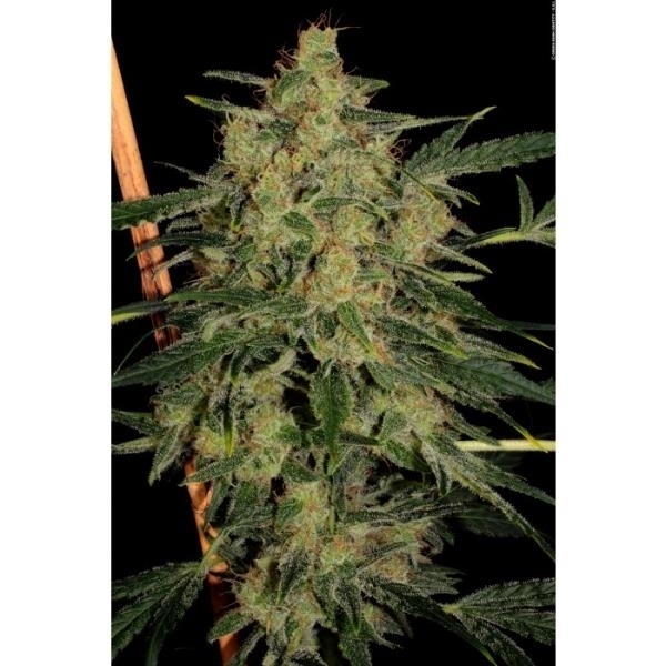 Nebula II CBD (Paradise Seeds) Feminisoidut