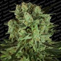 Durga Mata II CBD (Paradise Seeds) Feminisoidut