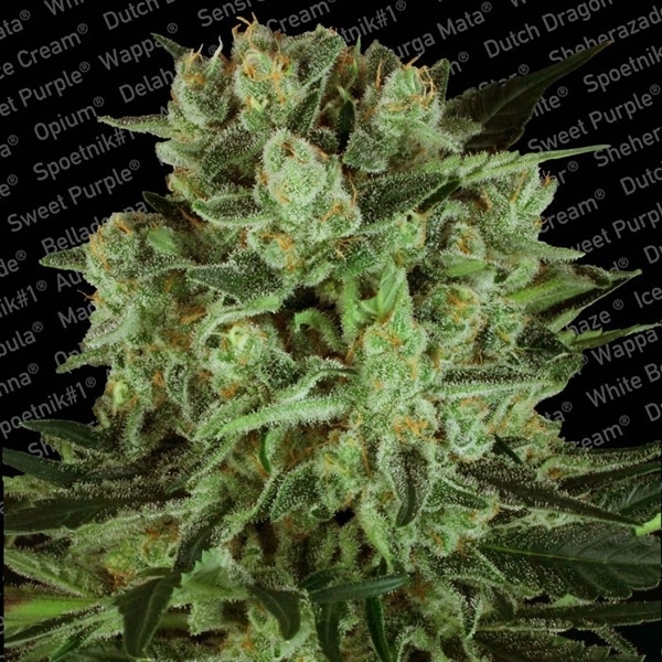 Durga Mata II CBD (Paradise Seeds) Feminisoidut