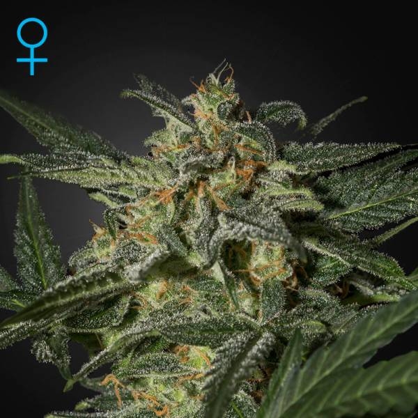 White Widow Auto (Greenhouse Seeds) Feminisoidut