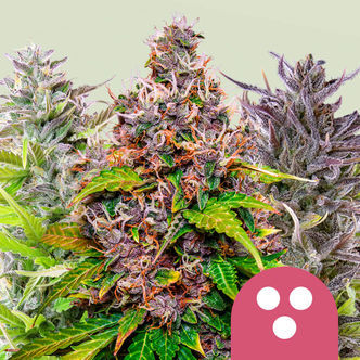 Feminisoitu sekoitus (Royal Queen Seeds)