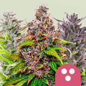Feminisoidut Mix (Royal Queen Seeds)