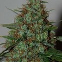 Wild Thailand Ryder Autoflower (World of Seeds) Feminisoidut