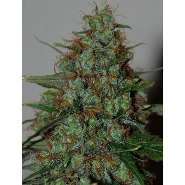 Wild Thailand Ryder Autoflower (World of Seeds) Feminisoidut