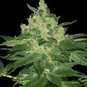 Afghan Kush (World Of Seeds) - feminisoidut kannabiksen siemenet
