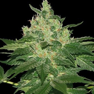 Afghan Kush (World of Seeds) Feminisoidut