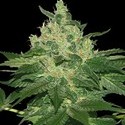 Afghan Kush (World of Seeds) Feminisoidut