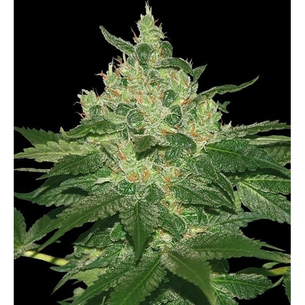 Afghan Kush (World of Seeds) Feminisoidut
