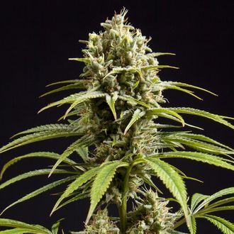 Fruity Jack (Philosopher Seeds) Feminisoidut