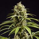 Fruity Jack (Philosopher Seeds) Feminisoidut