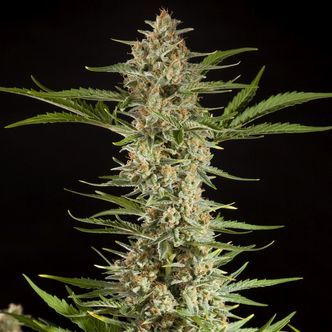 Fraggle Skunk Auto (Philosopher Seeds) feminisoidut