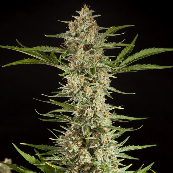 Fraggle Skunk Auto (Philosopher Seeds) Feminisoidut