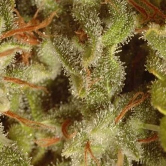 Sativa-mestarit &ndash; Collection Pack (Paradise Seeds)