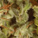 Sativa Champions -kokoelmapakkaus (Paradise Seeds) Feminisoidut