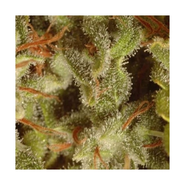 Sativa Champions -kokoelmapakkaus (Paradise Seeds) Feminisoidut