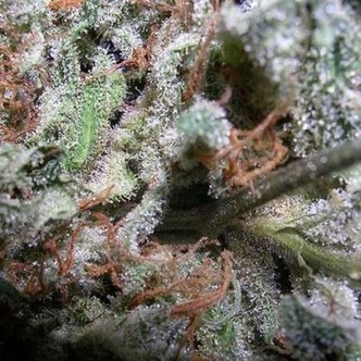 Kokoelmapaketti: Indica-mestarit (Paradise Seeds)