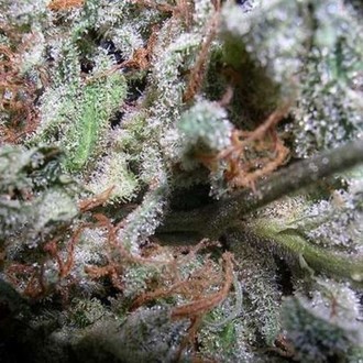 Indica Champions -kokoelmapakkaus (Paradise Seeds), Feminisoidut