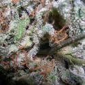 Indica Champions -kokoelmapakkaus (Paradise Seeds), Feminisoidut