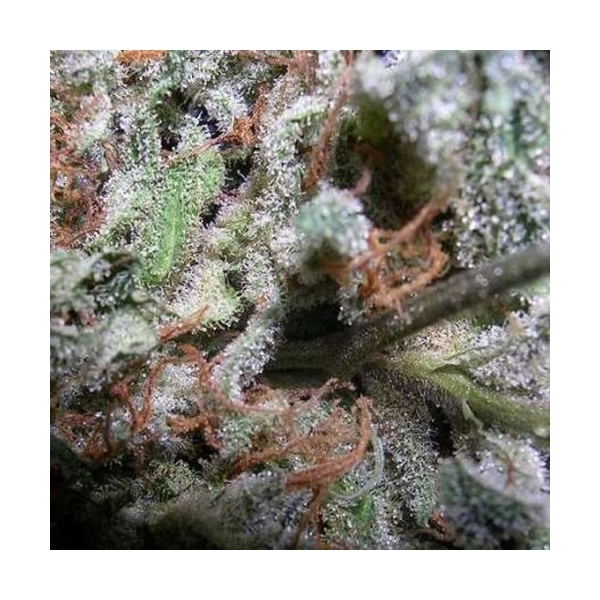 Indica Champions -kokoelmapakkaus (Paradise Seeds), Feminisoidut
